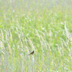 初夏の風