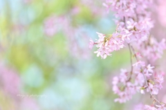 ほほえみ桜