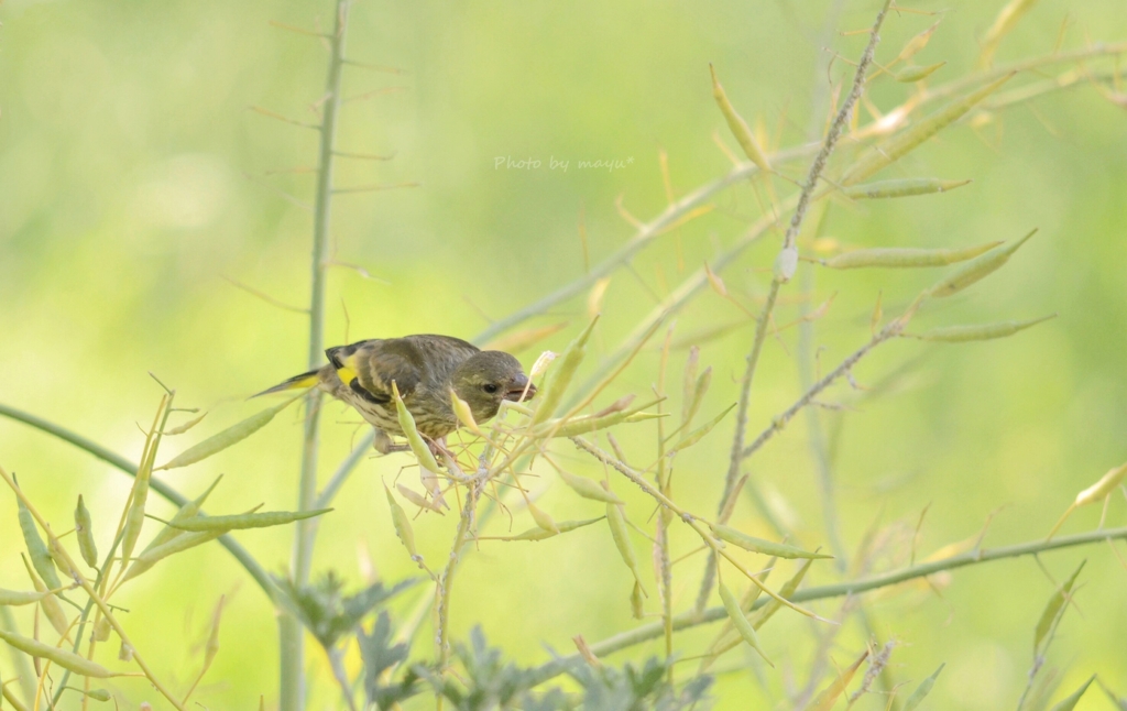 カワラヒワの幼鳥