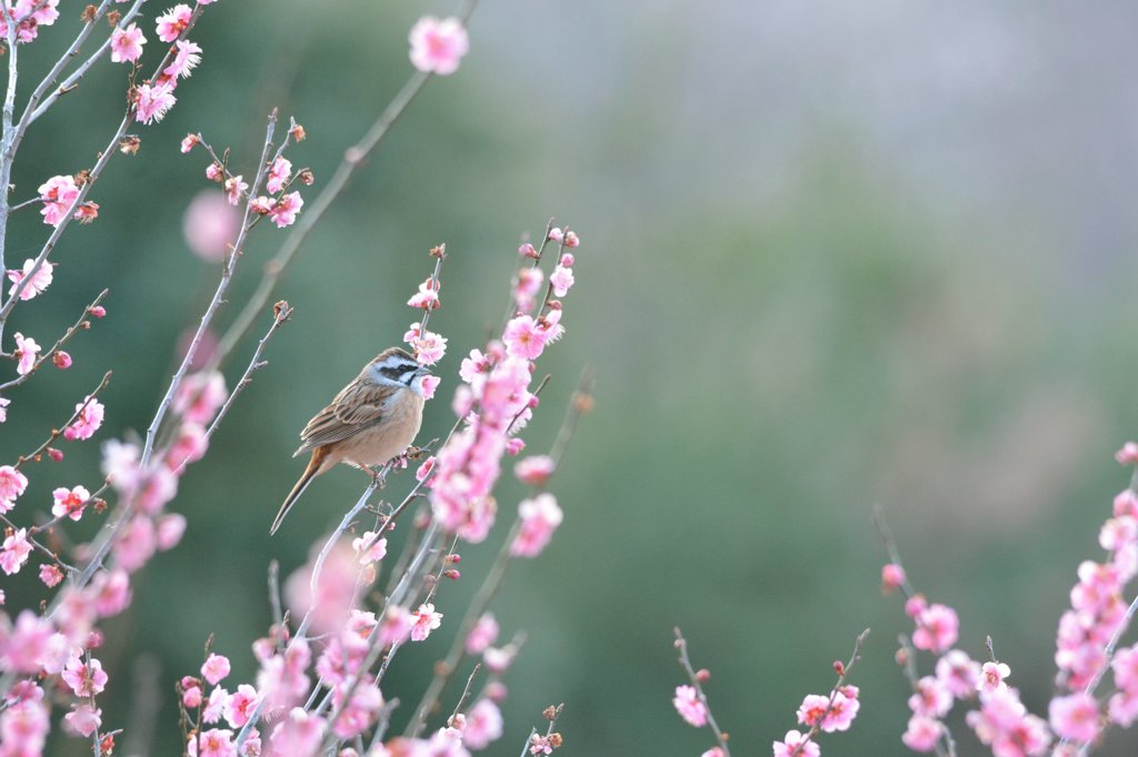 梅頬白❀