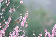梅頬白❀