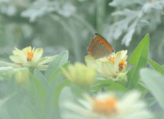 遊び疲れた夏の蝶