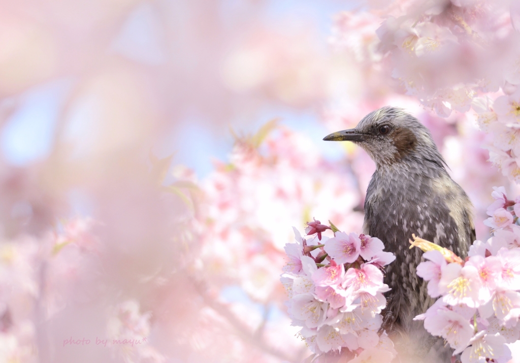 桜＆ヒヨドリ