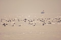 星たちの海☆