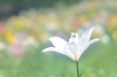 Pure lily