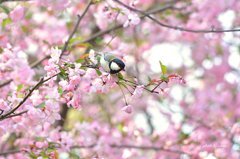桜ことり
