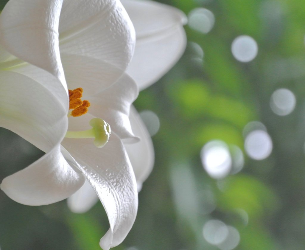 pearl white~lily　 