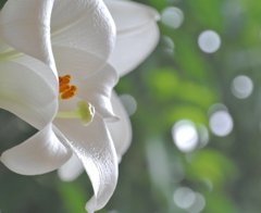 pearl white~lily　 