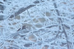 樹氷に包まれて
