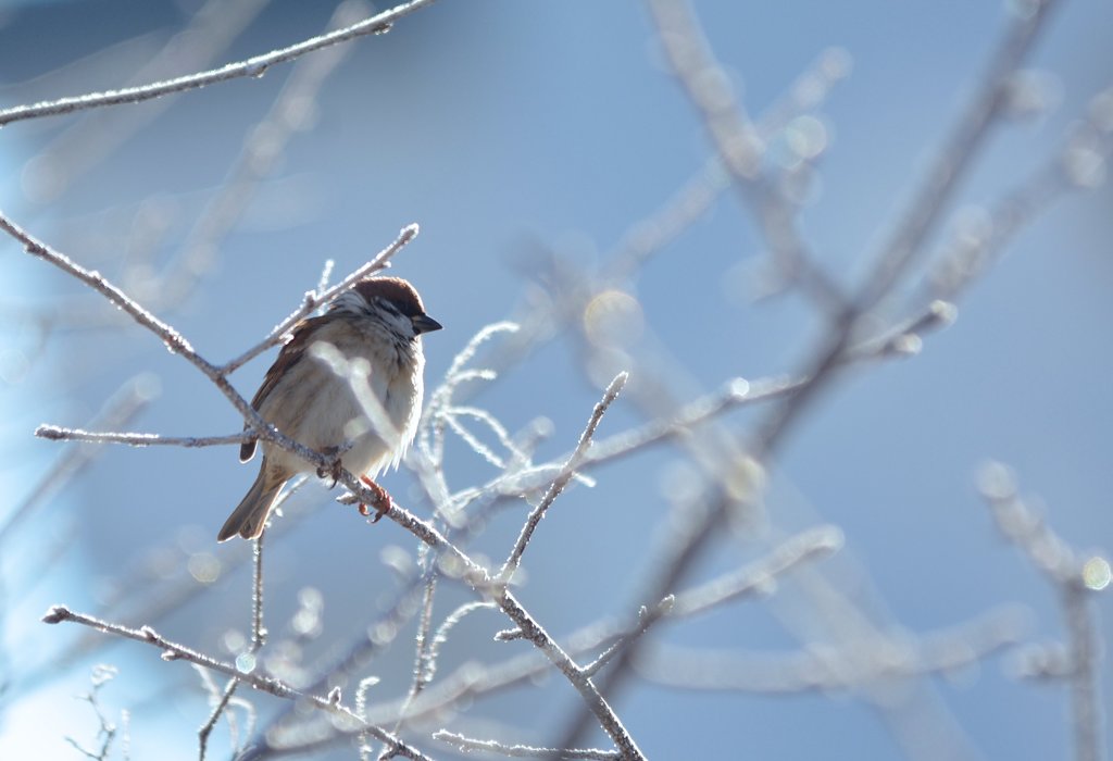 冬光のぬくもり