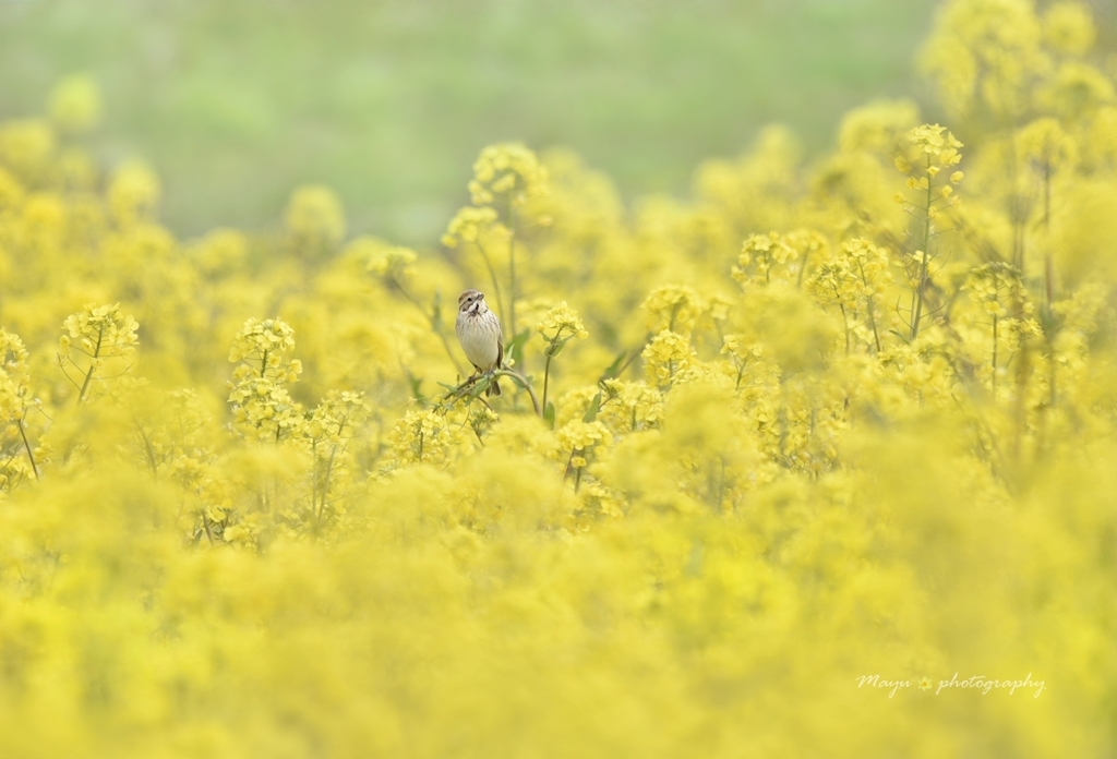 菜の花むすめ