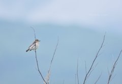 高原の小鳥