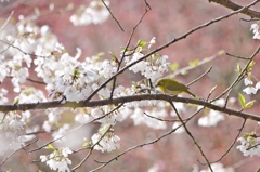 春山メジロ