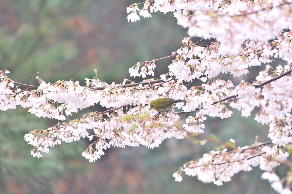 山の桜メジロ