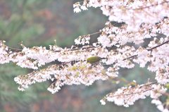 山の桜メジロ