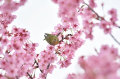 桜＆めじろ