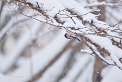雪の妖精