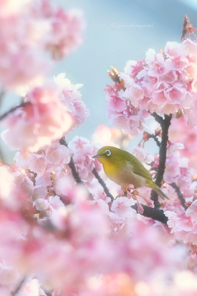 春うらら～❀