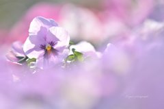 にこにこ❀