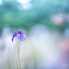 梅雨の殿