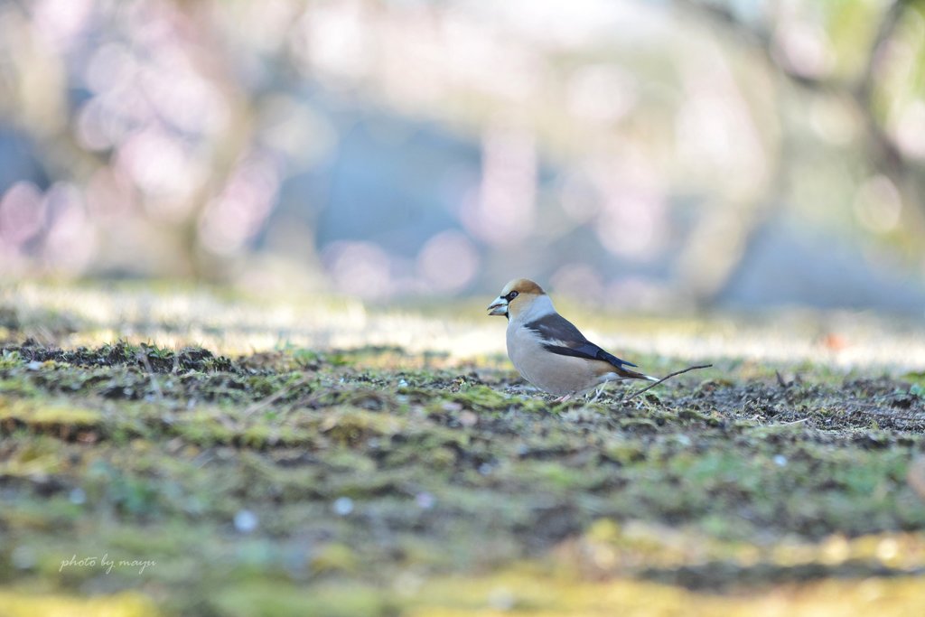 朝のおさんぽ