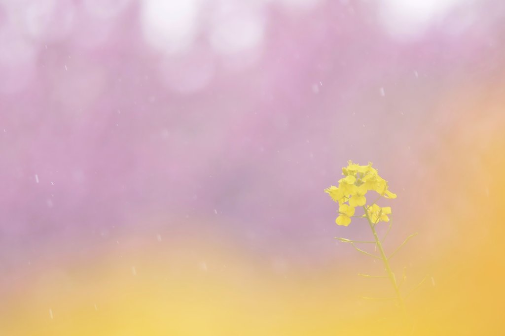 雨に歌えば♪