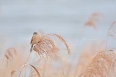 水辺の小鳥