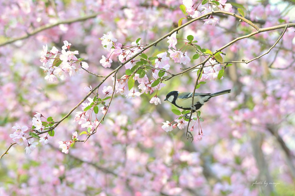 桜と小鳥