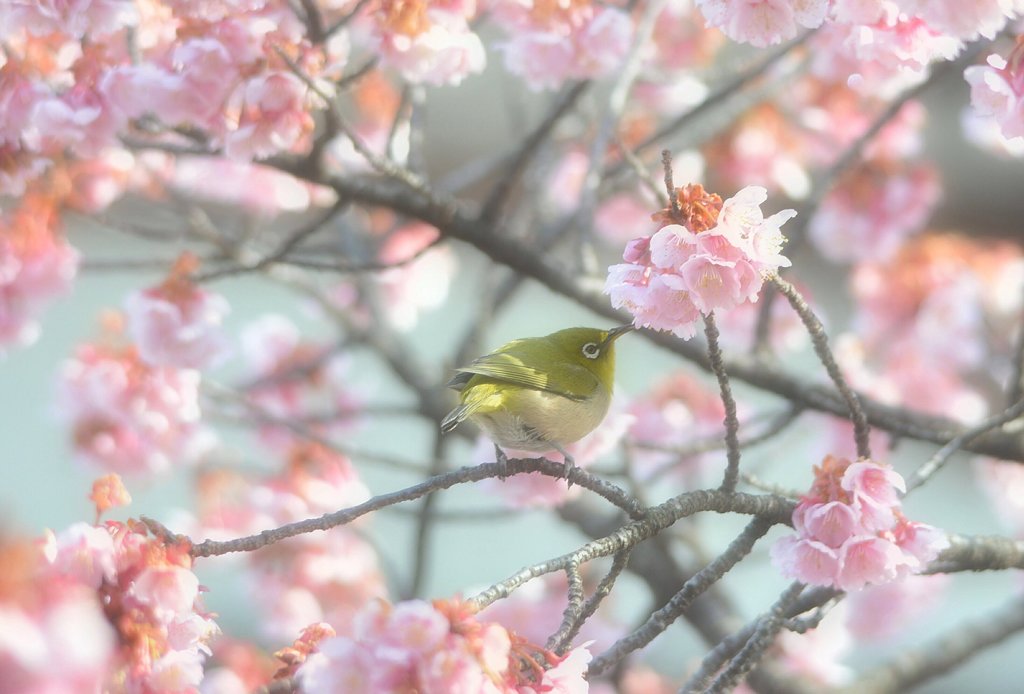 モーニング桜ジロ～♪