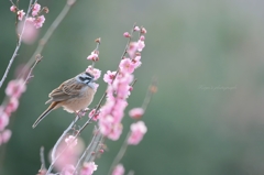 梅ホオジロ❀