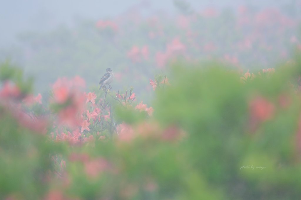 霧につつまれて