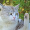 土手の美人猫