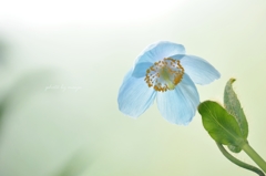 水色の花びら