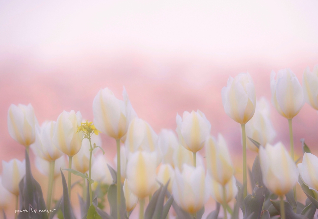 spring♪