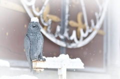 雪帽子