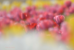 candy～tulip