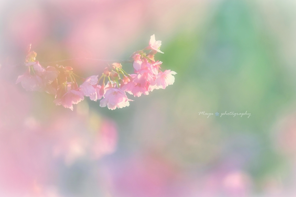 ❀おとめ桜❀