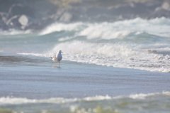 波と海猫