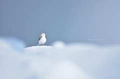 雪とカモメ