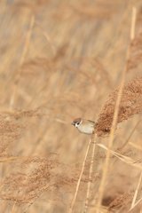 枯野のチュンさん