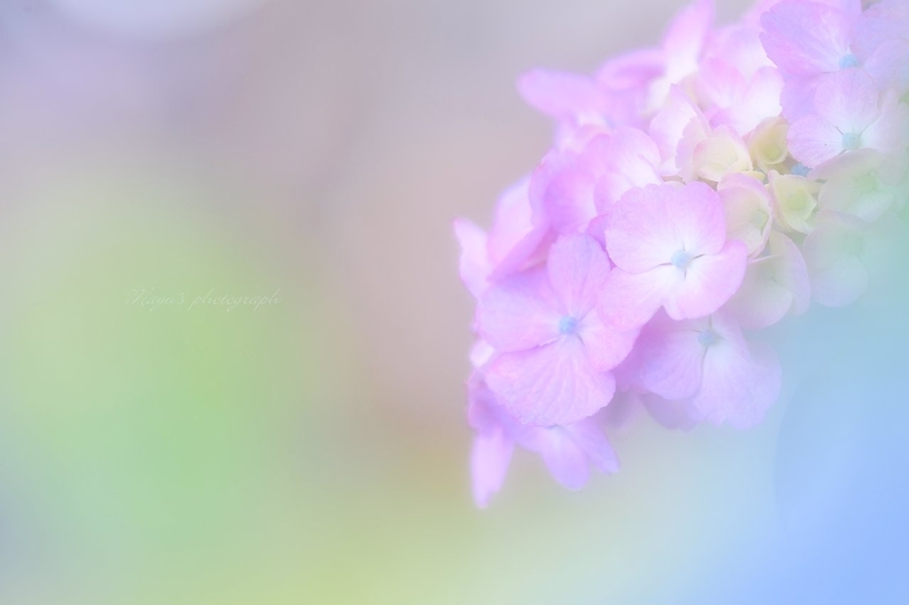 淡いゆめ