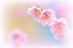 春淡し❀