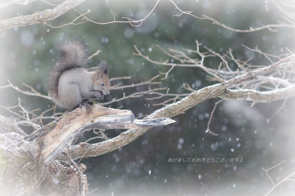 雪エゾリン♪