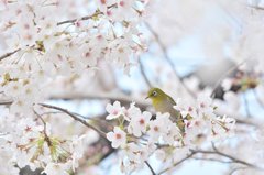 桜ジロ～