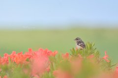 レンゲツツジと幼鳥