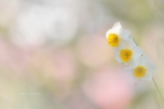 花恋♡