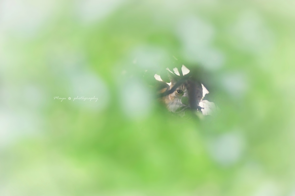 片目ビ～ム＊☆