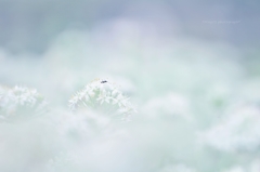 雲海のアリ