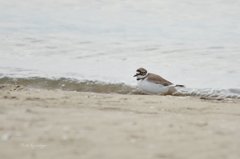 海のことり