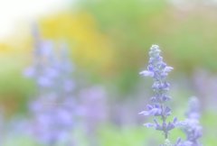 ｂlue salvia